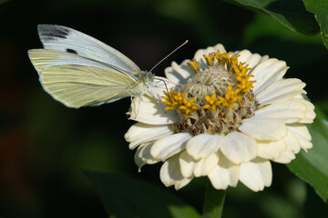 Cabbage White Butterfly on White and Yellow Flower in the Garden
