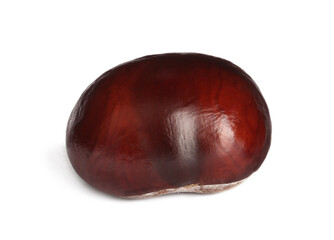 One brown horse chestnut isolated on white