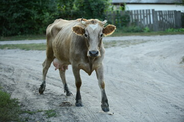 Cows return home from a pasture
