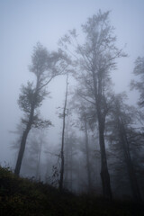 Silhouettes of the trees in fog in misty forest on mountain in spooky autumn day