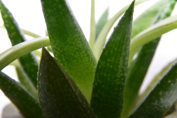 aloe vera plant