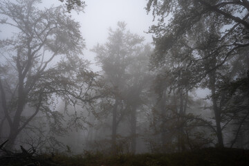 Fototapeta na wymiar Silhouettes of the trees in misty forest on mountain in autumn spooky fog day