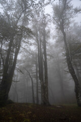 Silhouettes of the trees in misty forest on mountain in autumn spooky fog day
