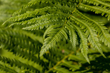 fern leaf in the forest