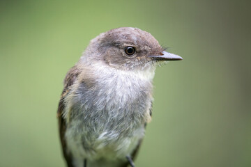 Close up of Eastern Phoebe 