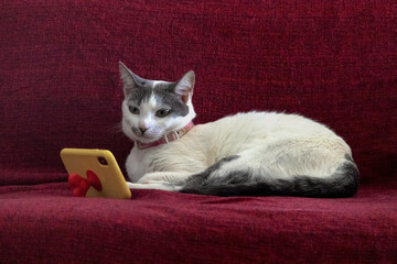 cat on a sofa watching movie in smartphone.