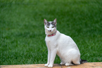 Naklejka na ściany i meble A beautiful white female cat wearing a pink collar walks on the lawn of the house in the late afternoon. Animal world. Cat lover. Pet lover.