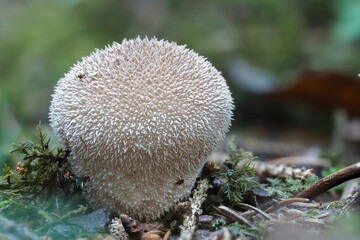 The Lycoperdon umbrinum is an edible puffball mushroom