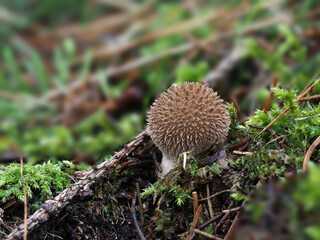 The Spiny Puffball (Lycoperdon echinatum) is an inedible mushroom
