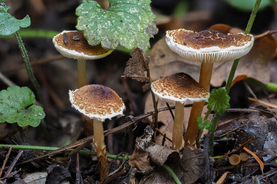 The Chestnut dapperling (Lepiota castanea) is an deadly poisonous mushroom