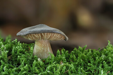 The Whitelaced Shank (Megacollybia plathyphylla) is an inedible mushroom