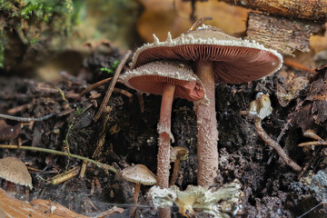 The Redspored Dapperling (Melanophyllum haematospermum) is an inedible mushroom