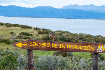 Ave sentado en indicación de sendero sobre la costa oceánica.