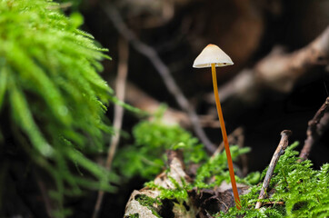 The Saffrondrop Bonnet (Mycena crocata) is an inedible mushroom