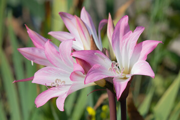 Three Pink and White Lily Flowers in the Garden