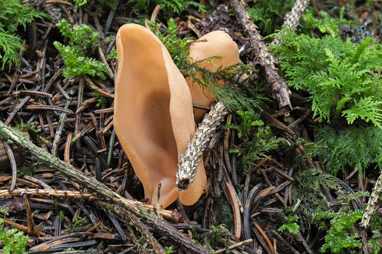 The Hares Ear (Otidea onotica) is an edible mushroom