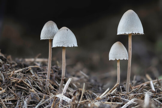 The Petticoat Mottlegill (Panaeolus papilionaceus) is an inedible mushroom