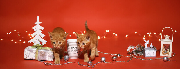 Christmaskittens. Two redheads kittens on red Christmas background of garland light, gifts, Christmas trees, Christmas tree decorations. High quality photo