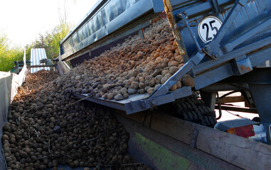 Fototapeta premium Potatoes are tipped from the trailer onto a conveyor belt