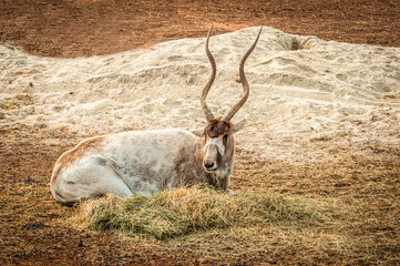  Gazelle
