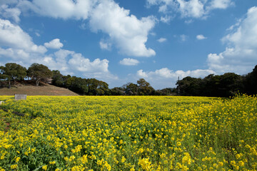 Obraz premium 展海峰の菜の花