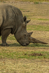 Obraz premium Long Horned Rhinos vert
