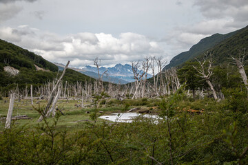 Los arboles secos en un valle rodado de montes de los Andes en Tierra del Fuego.