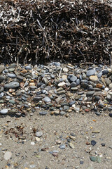 Dead sea weed in crete island summer modern high quality prints