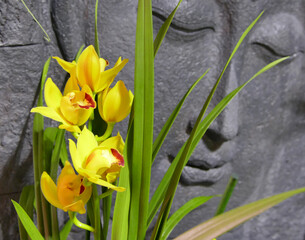 Yellow barge orchid Cymbidium with Buddha face in the background