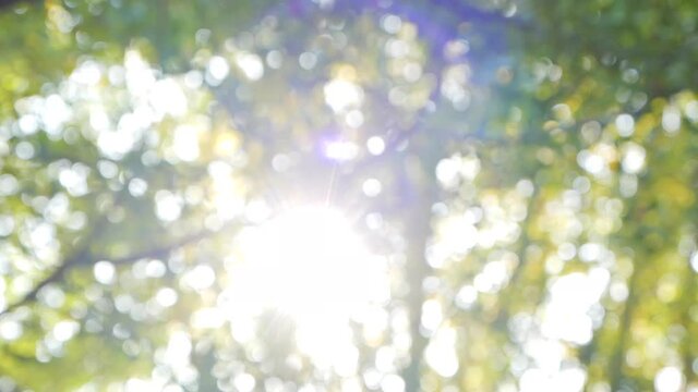 木漏れ日と木々と太陽の光