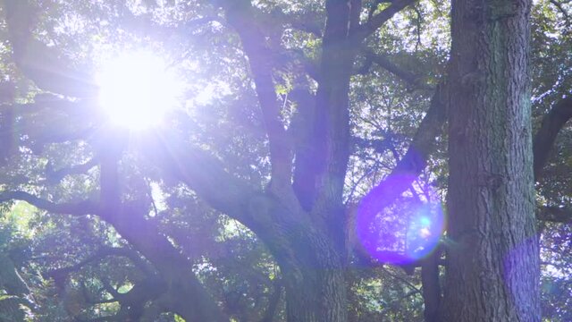 木漏れ日と木々と太陽の光