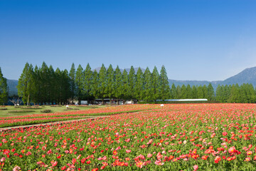 生駒高原の花畑