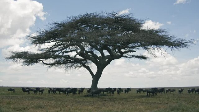 Animals in Africa 