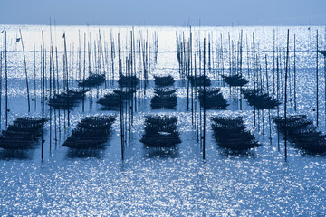 有明海のノリヒビ