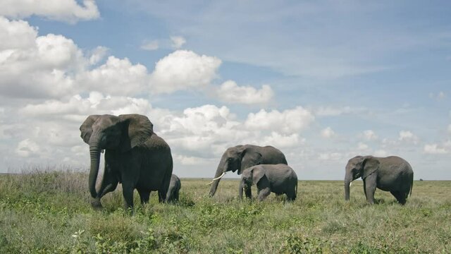 Wild elephants
