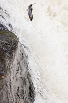 atlantic salmon, parr stage