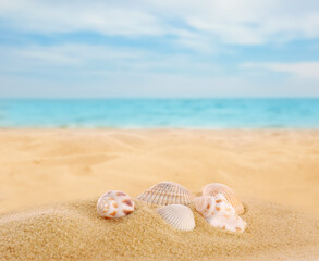Fototapeta na wymiar Beautiful exotic sea shells on sandy beach