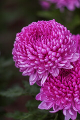 Background of pink chrysanthemums with a copy of the space. Beautiful bright chrysanthemums bloom in autumn in the garden. Large pink chrysanthemums in raindrops