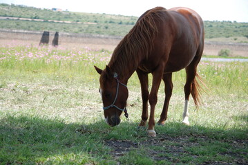 horse in the field
