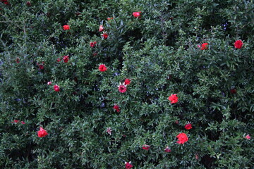 Fototapeta premium pomegranate