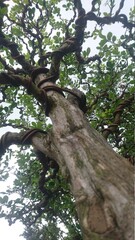 Obraz premium tree on a tree