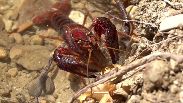 Closeup of small lobster underwater in a river getting closer to camera
