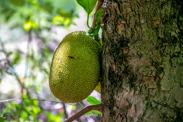 A big fruit on the tree stem. Jackfruit is a traditional fruit found in the florets of the...