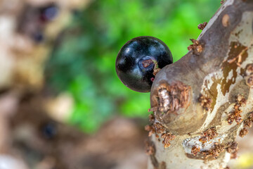 A single jabuticaba ripening by the tree trunk. Jaboticaba is a typical Brazilian exotic fruit and its season is always in late spring and early summer. Brazilian grape tree. Species Plinia cauliflora