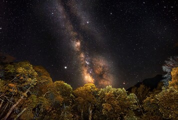This astrological image shows a stunning star filled milky way sky over trees. 