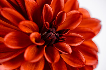 Close up of center of orange petal dahlia 