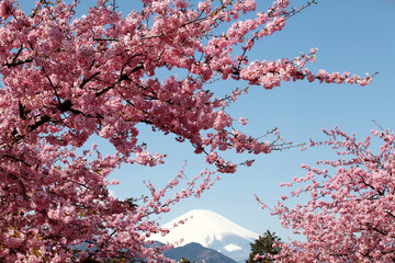 河津桜