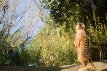 Suricata