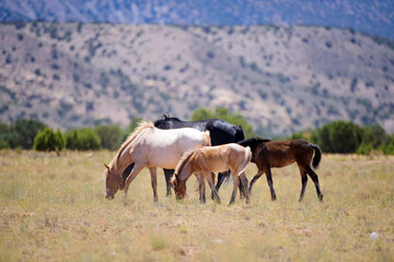 The wild horses. A herd of horses in the mountains.