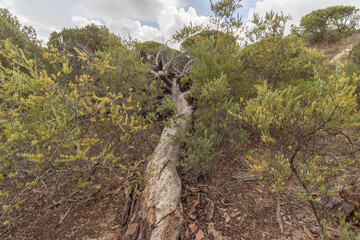 Fallen tree in the forest. Nature concept.